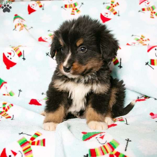 Charlie, Bernedoodle Puppy